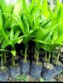 Green betel nut plant