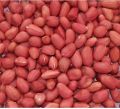 JSSP 36 Peanut Kernels