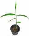 cardamom plant