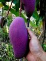 Thai Mango Plant