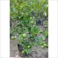 Kagzi Lemon Plant