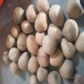 Common Dried Coconut Copra