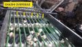 Rope Type Garlic Grading Machine