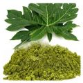 PAPAYA LEAF EXTRACT