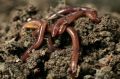 Eisenia Fetida Farming Live Earthworms