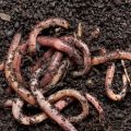 Eisenia fetida Red Live Earthworms, Cloth Bag at Rs 400/kg in Mumbai