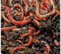 Red Earthworms For Vermicompost