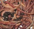 Vermicompost Red Earthworms