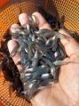 pabda fish seeds