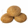 Organic Hard Brown Solid a grade semi husked coconut