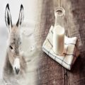 White Liquid pure donkey milk