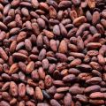 Brown Dried cocoa beans