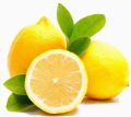 Fresh Seedless Lemon