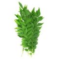 Natural Curry Leaves