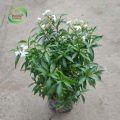 Green chinese tagar plant