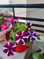 Mulit Colour petunia flower plant