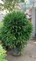 Rhapis Excelsa Palm Plant