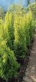 Green golden cupressus plants