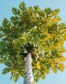 Green Papaya Plants