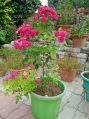 Pink Rose Plants