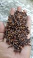 Natural Raw Solid clove seeds