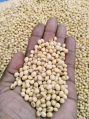 Organic GMO Common Refined Yellow Light Yellow CLEAN quality soybeans