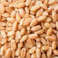 PTZC54T Organic Natural GMO Common Creamy CLEAN 5KG wheat grains