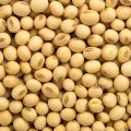 Nature Organic India soybean seed