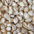 Organic Natural GMO Common white maize cattle feed