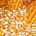yellow corn animal feed