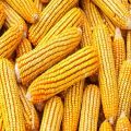 Corn Seeds Organic Natural GMO Common Common Organic Gmo Round Oval yellow corn maize