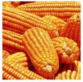 Common Organic non gmo yellow corn