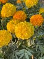 Yellow Marigold Flower