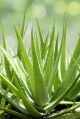 Natural Organic Leaf aloe vera