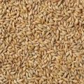 Organic Barley Seeds
