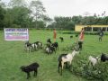 goats feed