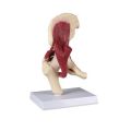 Life Size Hip Joint