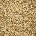 Natural Fine Processed Light Green millet seed