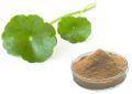 centella asiatica leaves powder