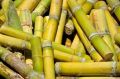 Organic Green Fresh Sugarcane