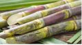Green natural sugarcane