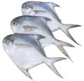 Grey White fresh pomfret fish