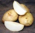 Kennebec Potato