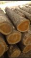 PTZC54T Hamlock Wood Mango Wood Oak Wood Sagwan Wood Sheesam Wood Grinded Non Grinded Brown Creamy Light Brown Red Timber Logs