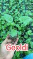 Green geoldi plants