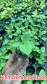 Organic Green homalomena lemon plants