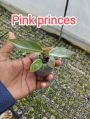 Green pink princess plants