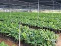 Green Organic tissue culture g9 banana plants