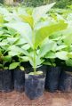 Green Tissue Culture Teak Plants