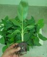 Green Organic tissue culture williams banana plants